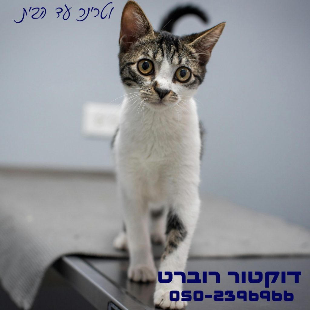 ד"ר רוברט שמשיאן, וטרינר מומלץ בבאר שבע